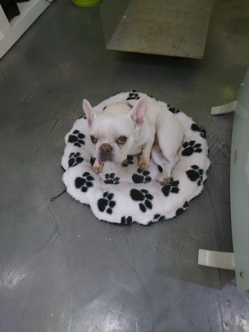 Bulldog francés descansando sobre una manta en la veterinaria