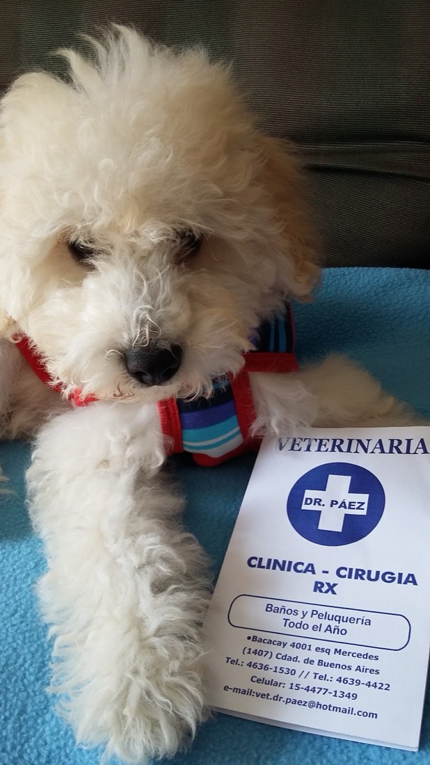 Caniche junto a la tarjeta de la Veterinaria Dr. Páez