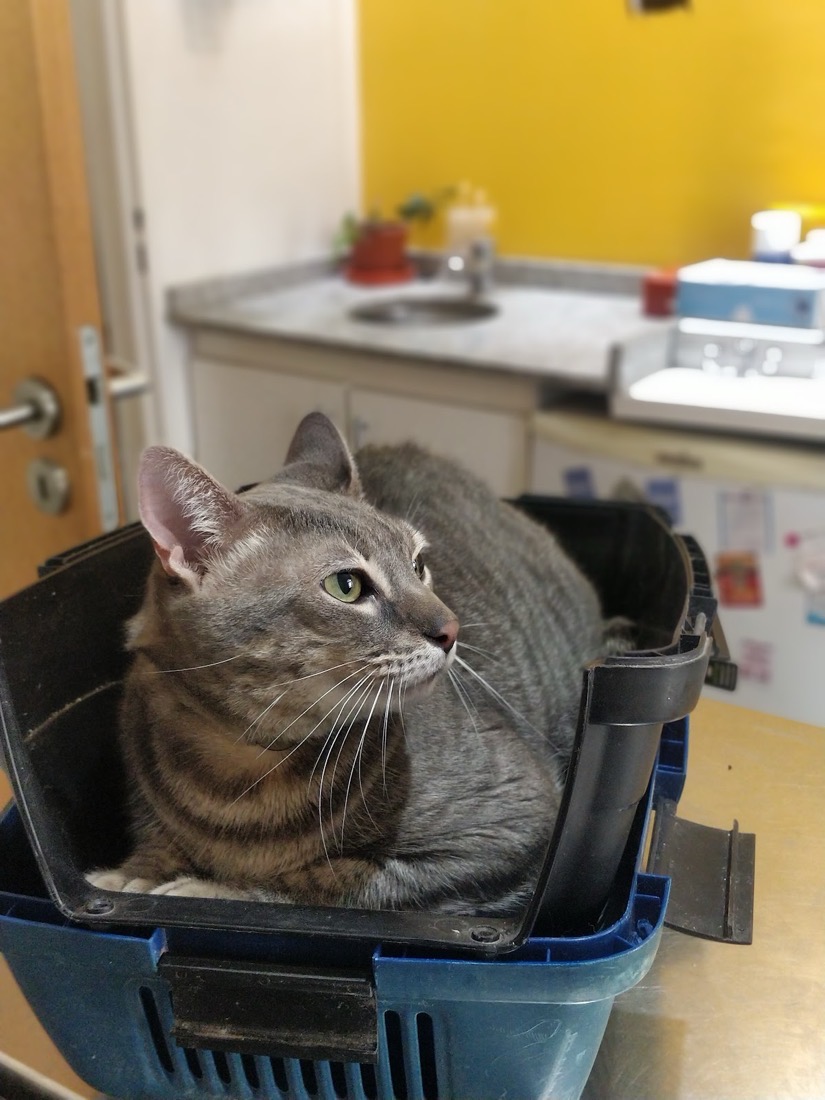 Gato en su transportadora durante una visita a la veterinaria