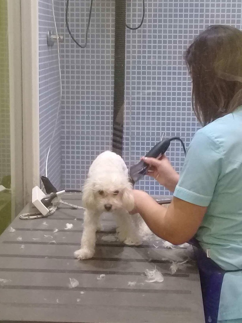 Corte de pelo a un caniche en la peluquería canina de la veterinaria